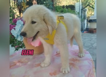 Eleni, 06/26 - kleines Wunder sucht Zuhause