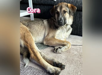 Cora - aktiv, freundlich und neugierig