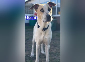 VERMITTLUNGSHILFE Oscar, 12/20 - sucht erfahrene Hände