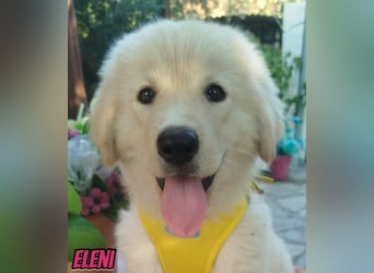 Eleni, 06/26 - kleines Wunder sucht Zuhause