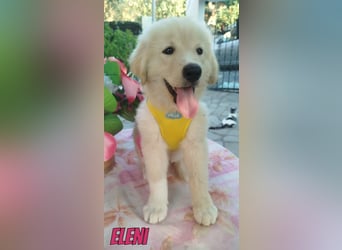 Eleni, 06/26 - kleines Wunder sucht Zuhause