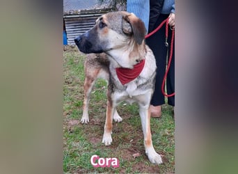 Cora - aktiv, freundlich und neugierig