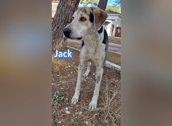 Jack - 06/2023 - sanfter Riese sucht sein Glück