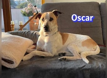 VERMITTLUNGSHILFE Oscar, 12/20 - sucht erfahrene Hände