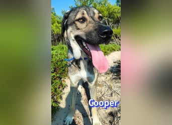 Cooper, 02/25 - sanfter Riese sucht ab September ein Zuhause