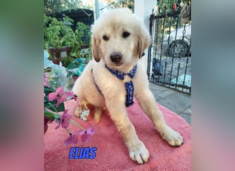 Elias, 06/26 - kleiner Eisbär sucht Familie