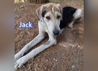 Jack - 06/2023 - sanfter Riese sucht sein Glück