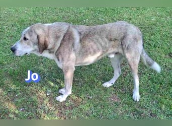 Jo - 06/2023 - sanfter Riese scuht sein Glück