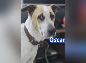 VERMITTLUNGSHILFE Oscar, 12/20 - sucht erfahrene Hände