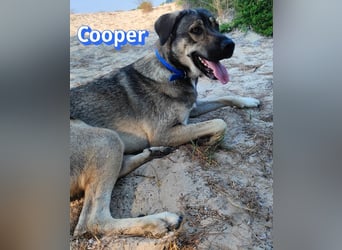 Cooper, 02/25 - sanfter Riese sucht ab September ein Zuhause
