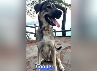 Cooper, 02/25 - sanfter Riese sucht ab September ein Zuhause