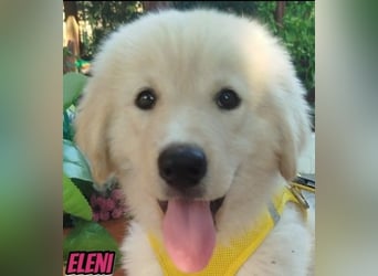 Eleni, 06/26 - kleines Wunder sucht Zuhause