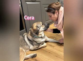 Cora - aktiv, freundlich und neugierig