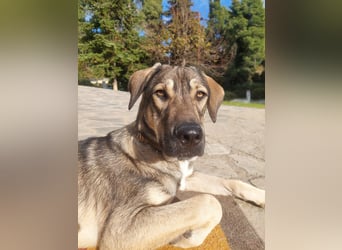 Cooper - gemütlich, freundlich und neugierig