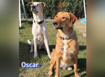 VERMITTLUNGSHILFE Oscar, 12/20 - sucht erfahrene Hände