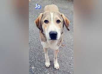 Jo - 06/2023 - sanfter Riese scuht sein Glück
