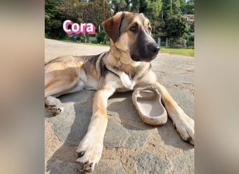 Cora - aktiv, freundlich und neugierig