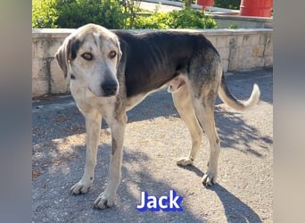 Jack - 06/2023 - sanfter Riese sucht sein Glück