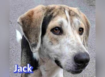Jack - 06/2023 - sanfter Riese sucht sein Glück