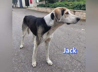 Jack - 06/2023 - sanfter Riese sucht sein Glück