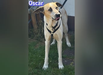 VERMITTLUNGSHILFE Oscar, 12/20 - soll zurückgeschickt werden!