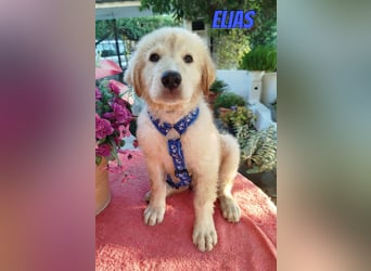 Elias, 06/26 - kleiner Eisbär sucht Familie