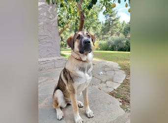 Cora - aktiv, freundlich und neugierig