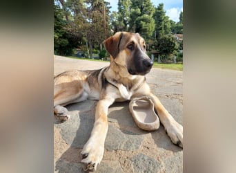 Cora - aktiv, freundlich und neugierig