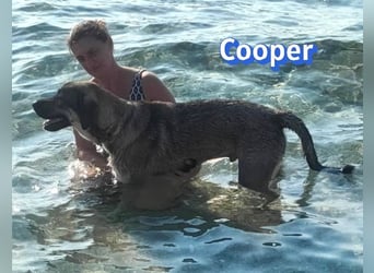 Cooper, 02/25 - sanfter Riese sucht ab September ein Zuhause