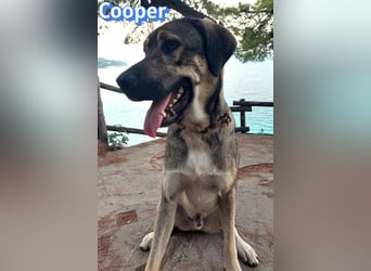 Cooper, 02/25 - sanfter Riese sucht ab September ein Zuhause