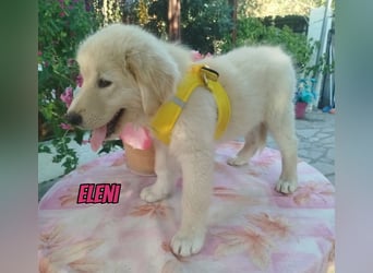 Eleni, 06/26 - kleines Wunder sucht Zuhause
