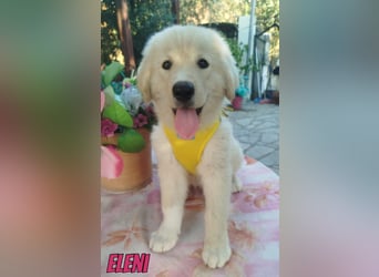Eleni, 06/26 - kleines Wunder sucht Zuhause