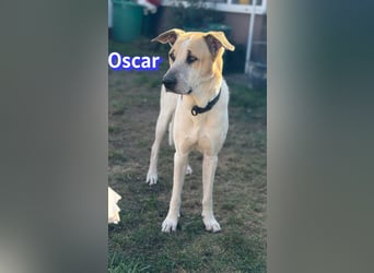 VERMITTLUNGSHILFE Oscar, 12/20 - sucht erfahrene Hände