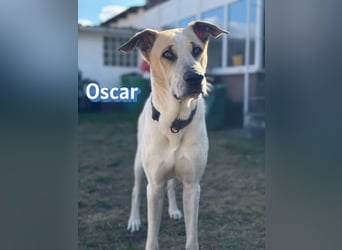 VERMITTLUNGSHILFE Oscar, 12/20 - sucht erfahrene Hände
