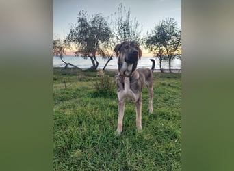 Cooper - gemütlich, freundlich und neugierig