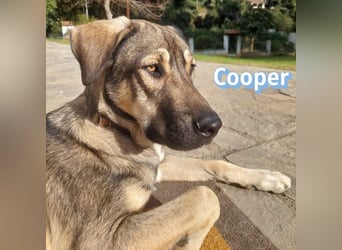 Cooper - gemütlich, freundlich und neugierig