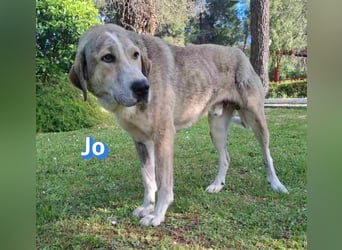Jo - 06/2023 - sanfter Riese scuht sein Glück