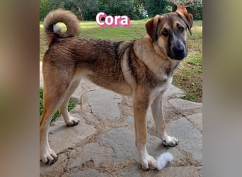 Cora - aktiv, freundlich und neugierig