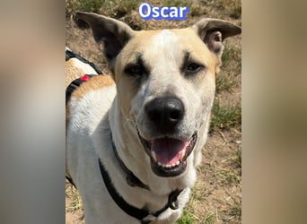 VERMITTLUNGSHILFE Oscar, 12/20 - soll zurückgeschickt werden!