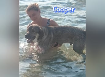Cooper, 02/25 - sanfter Riese sucht ab September ein Zuhause