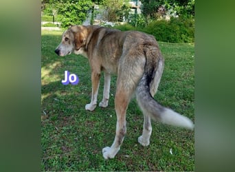 Jo - 06/2023 - sanfter Riese scuht sein Glück