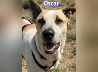 VERMITTLUNGSHILFE Oscar, 12/20 - soll zurückgeschickt werden!