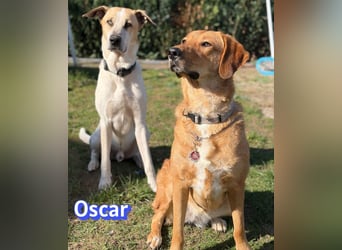 VERMITTLUNGSHILFE Oscar, 12/20 - sucht erfahrene Hände