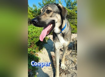 Cooper, 02/25 - sanfter Riese sucht ab September ein Zuhause