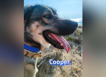 Cooper, 02/25 - sanfter Riese sucht ab September ein Zuhause