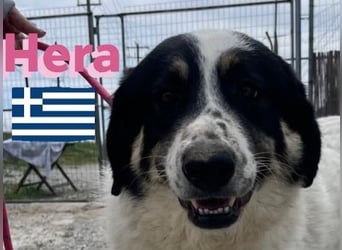 Hera , 09/23 - fröhliches liebes Mädel auf Heimatsuche