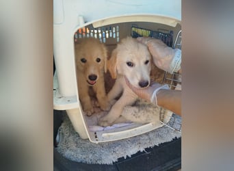 Eleni, 06/26 - kleines Wunder sucht Zuhause