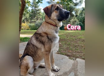 Cora - aktiv, freundlich und neugierig