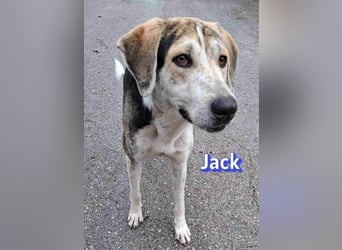 Jack - 06/2023 - sanfter Riese sucht sein Glück