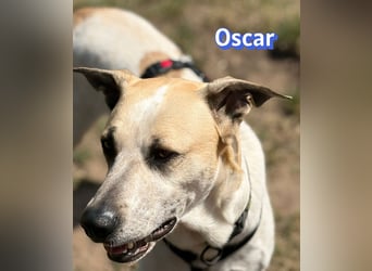 VERMITTLUNGSHILFE Oscar, 12/20 - soll zurückgeschickt werden!